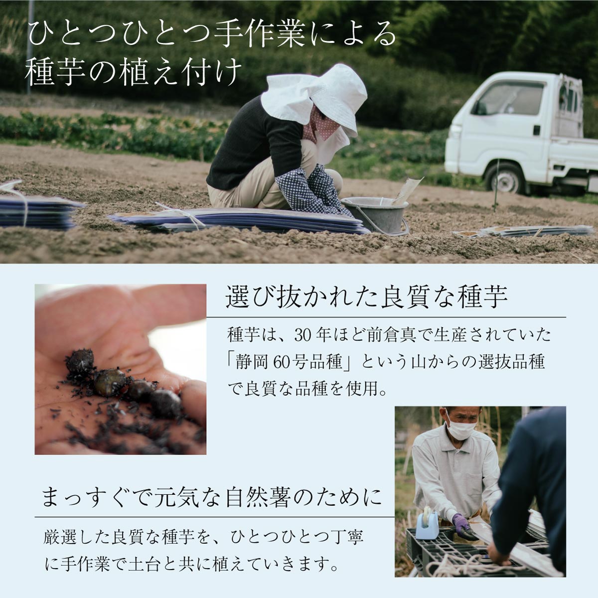 【ご予約承り中】自然薯 (約1kg)