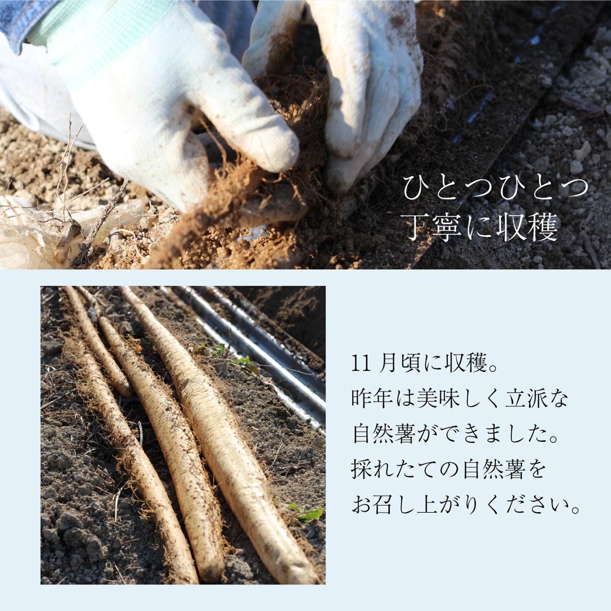 【ご予約承り中】自然薯 (約1kg)