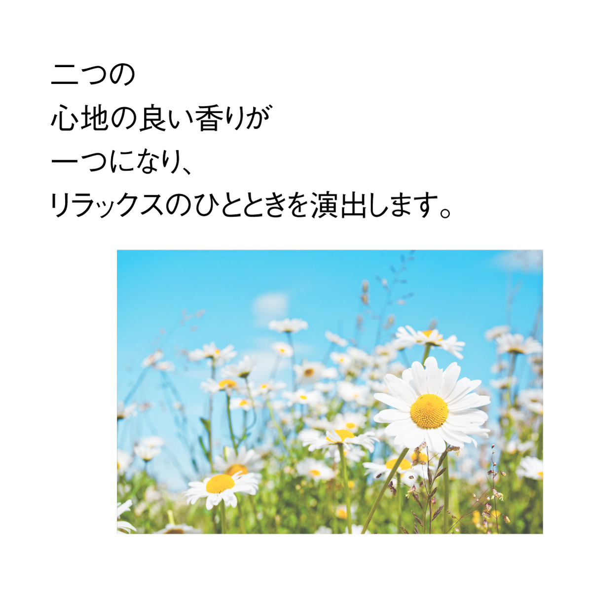 オーガニックカモミールほうじ茶 ティーバッグ  (2.5g×35包)