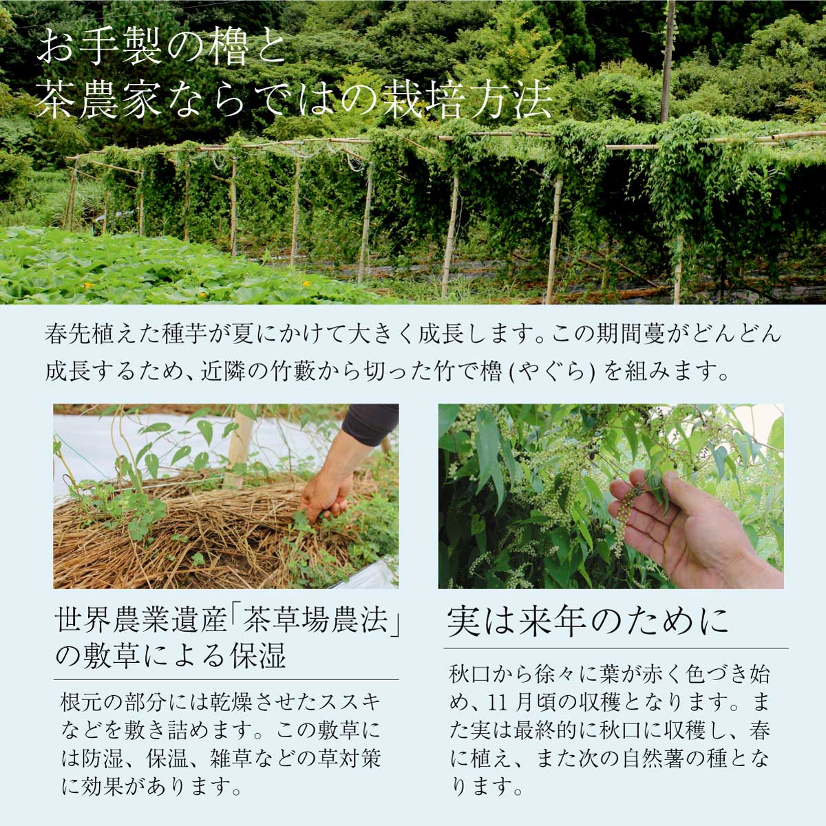【ご予約承り中】自然薯 (約1kg)