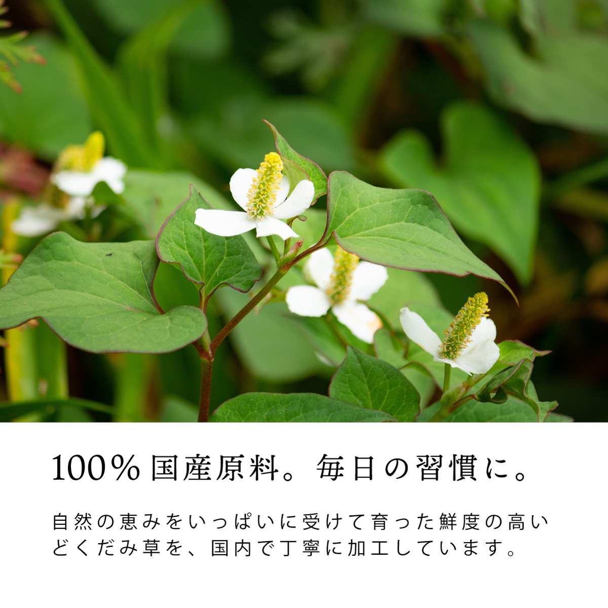 国産 どくだみ茶 ティーバッグ (3g×50包)