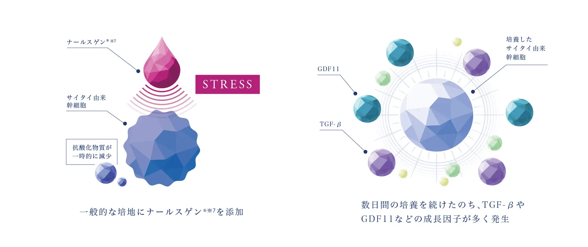 新スキンケアシリーズ「SHINPI(シンピ)」誕生。