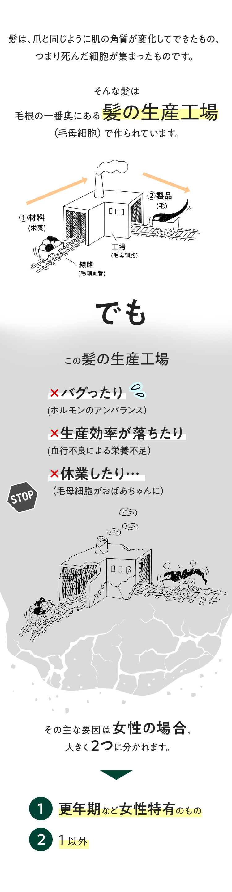 髪は、爪と同じように肌の角質が変化してできたもの、つまり死んだ細胞が集まったものです。そんな髪は毛根の一番奥にある髪の生産工場（毛母細胞）で作られています。でも、この髪の生産工場、バグったり（ホルモンのアンバランス）、生産効率が落ちたり（血行不良による栄養不足）、休業したり…（毛母細胞がおばあちゃんに）その主な要因は女性の場合、大きく2つに分かれます。①更年期など女性特有のもの②１以外