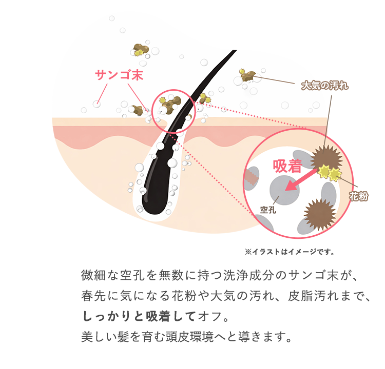 微細な空孔を無数に持つ洗浄成分のサンゴ末が、春先に気になる花粉や大気の汚れ、皮脂汚れまで、しっかりと吸着してオフ。美しい髪を育む頭皮環境へと導きます。
