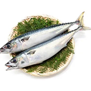 青魚