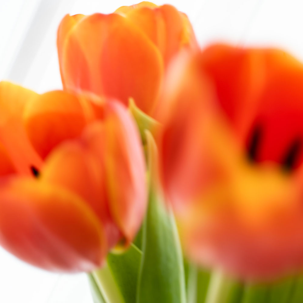 HEMET ディフューザー  -  TULIP チューリップ