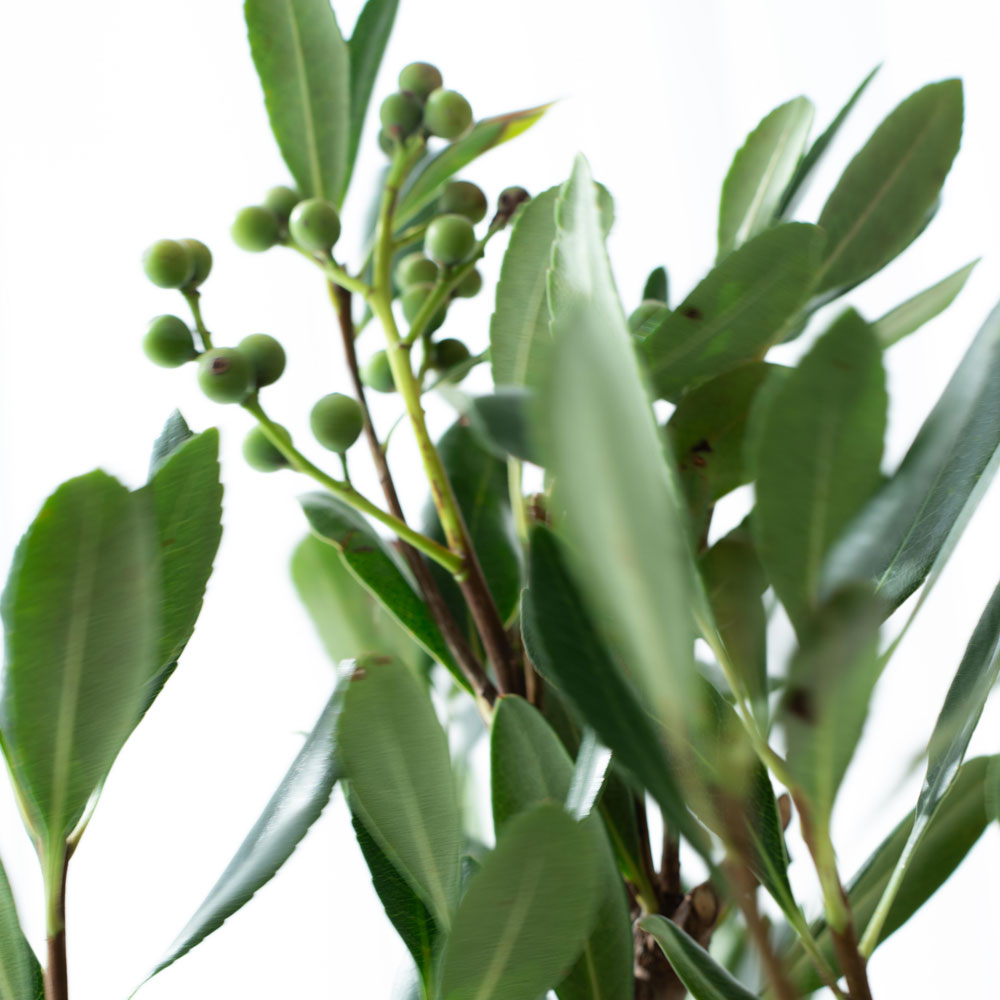 HEMET ディフューザー  -  GARDEN ガーデン