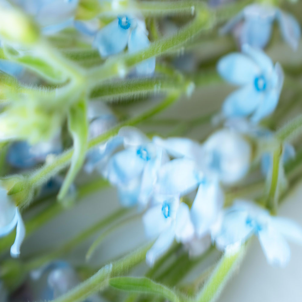 HEMET ディフューザー  -  COTTON コットン