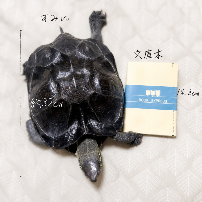 カメ2