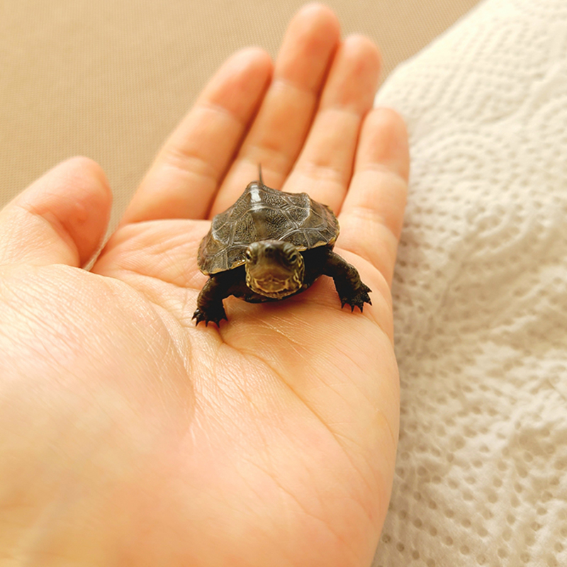 子ガメ