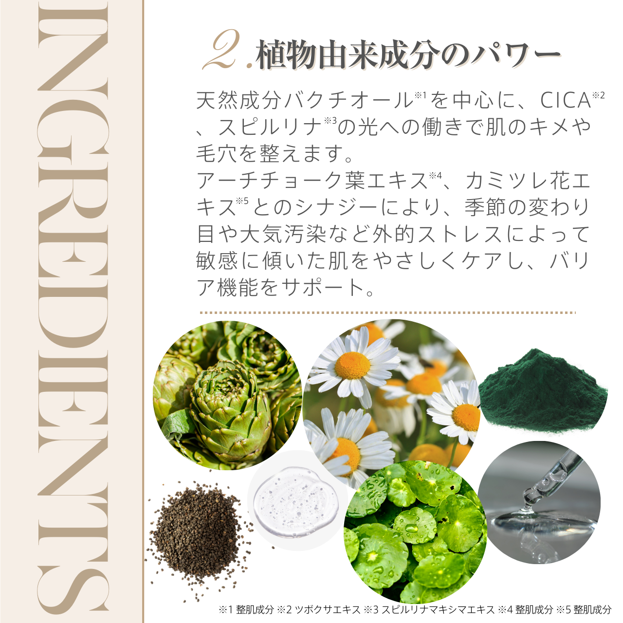 バクチオールシルキーローション【定期便】