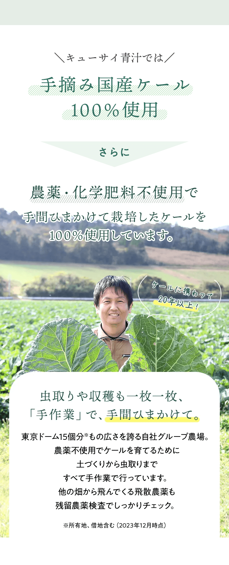 手摘み国産ケール100％使用