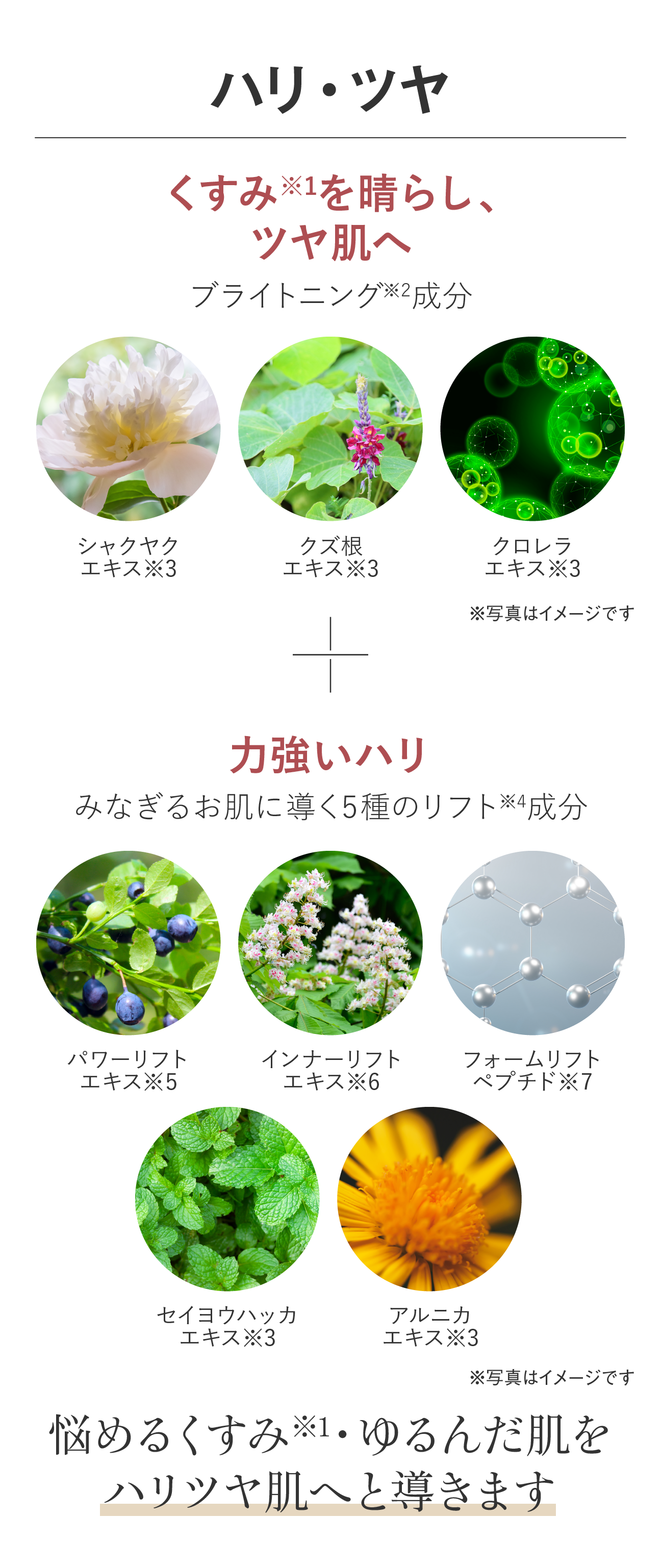 ハリ・ツヤ