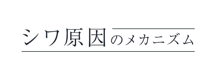 シワ原因のメカニズム