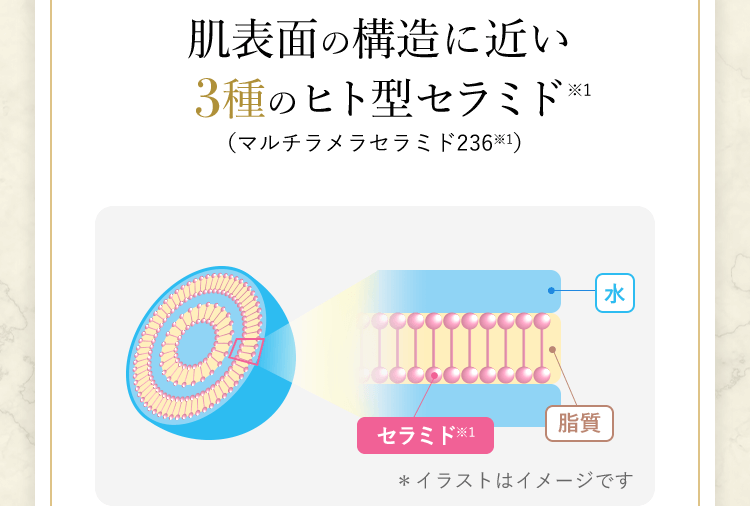 肌表面の構造に近い3種のヒト型セラミド