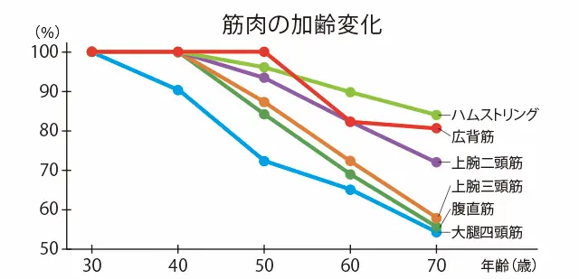 筋肉の加齢変化