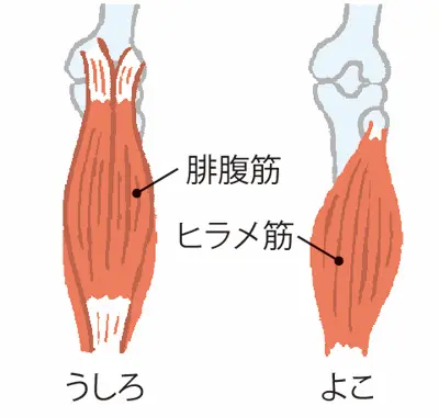 【ココを鍛える】腓腹筋(ひふくきん)&ヒラメ筋