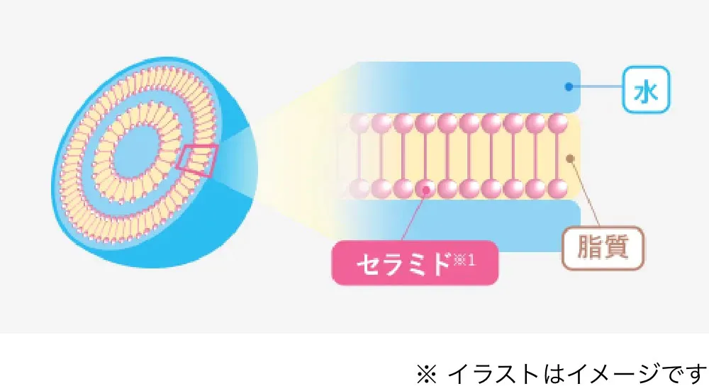 セラミド|水|脂質 | キューサイ【公式】通販サイト
