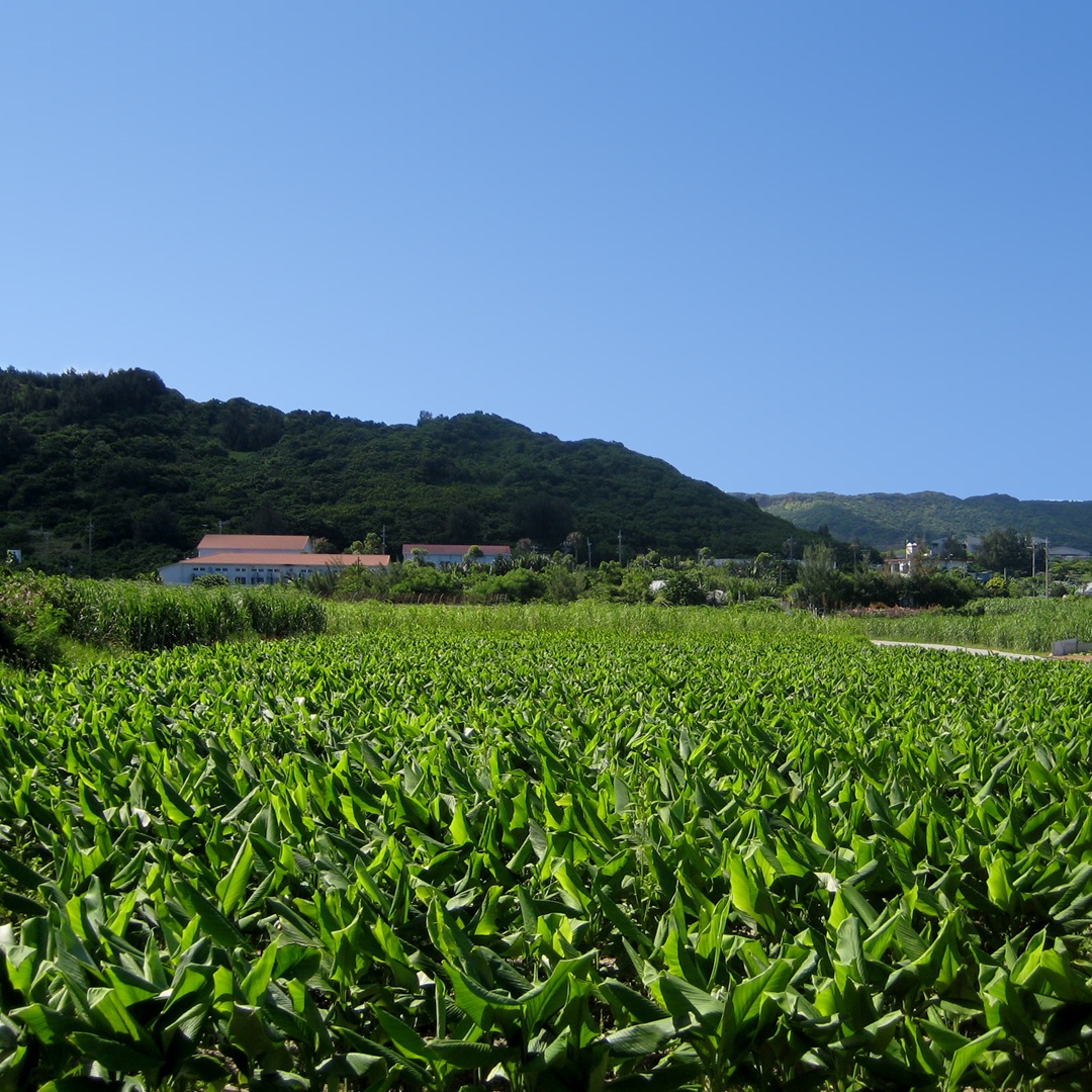 【ポストイン可】驚きの自然粒 SAKEKING（サケキング）｜4包 袋数: 1袋