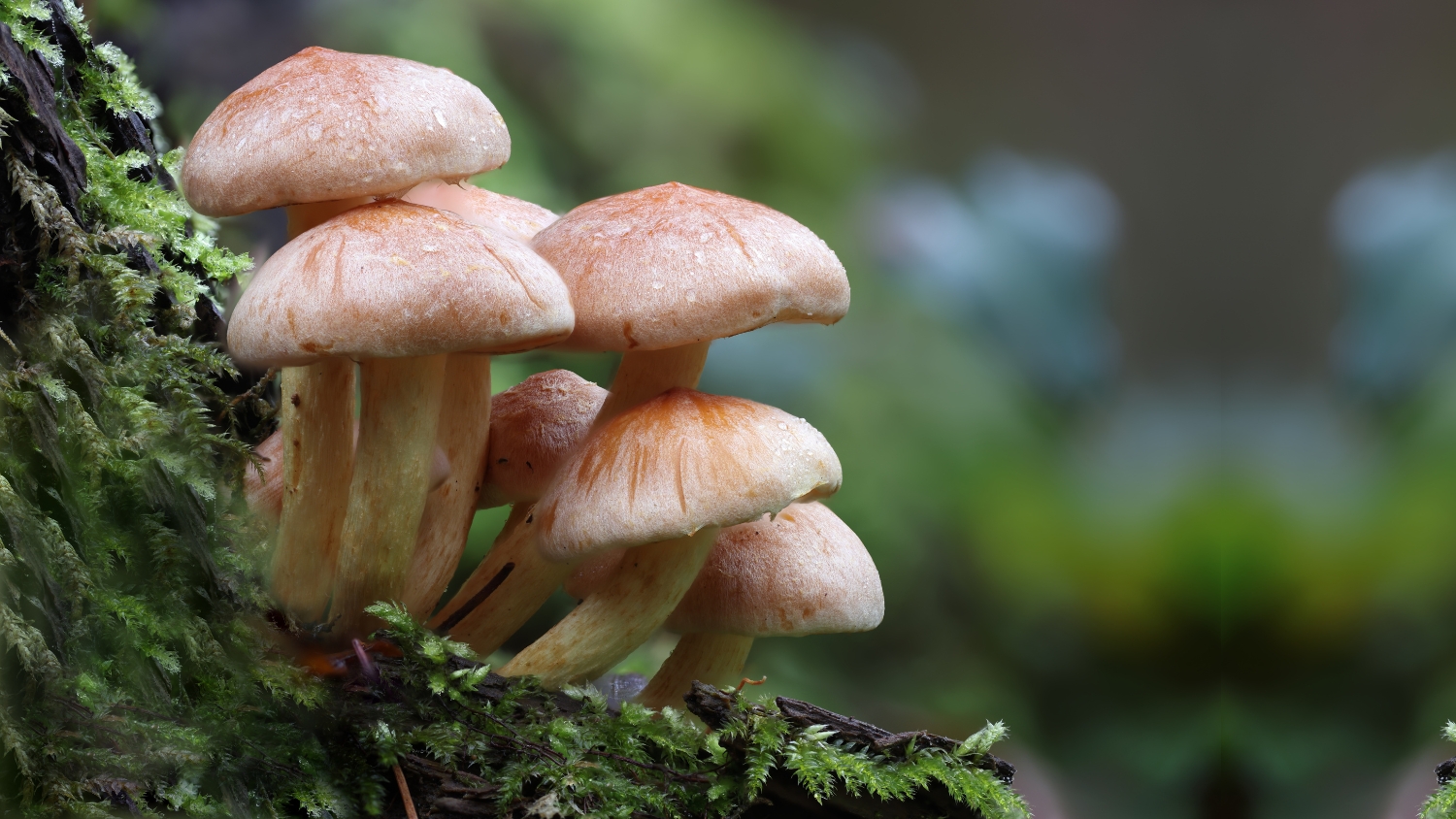 地球にあまねく広がる、不思議な万能野菜「きのこ」