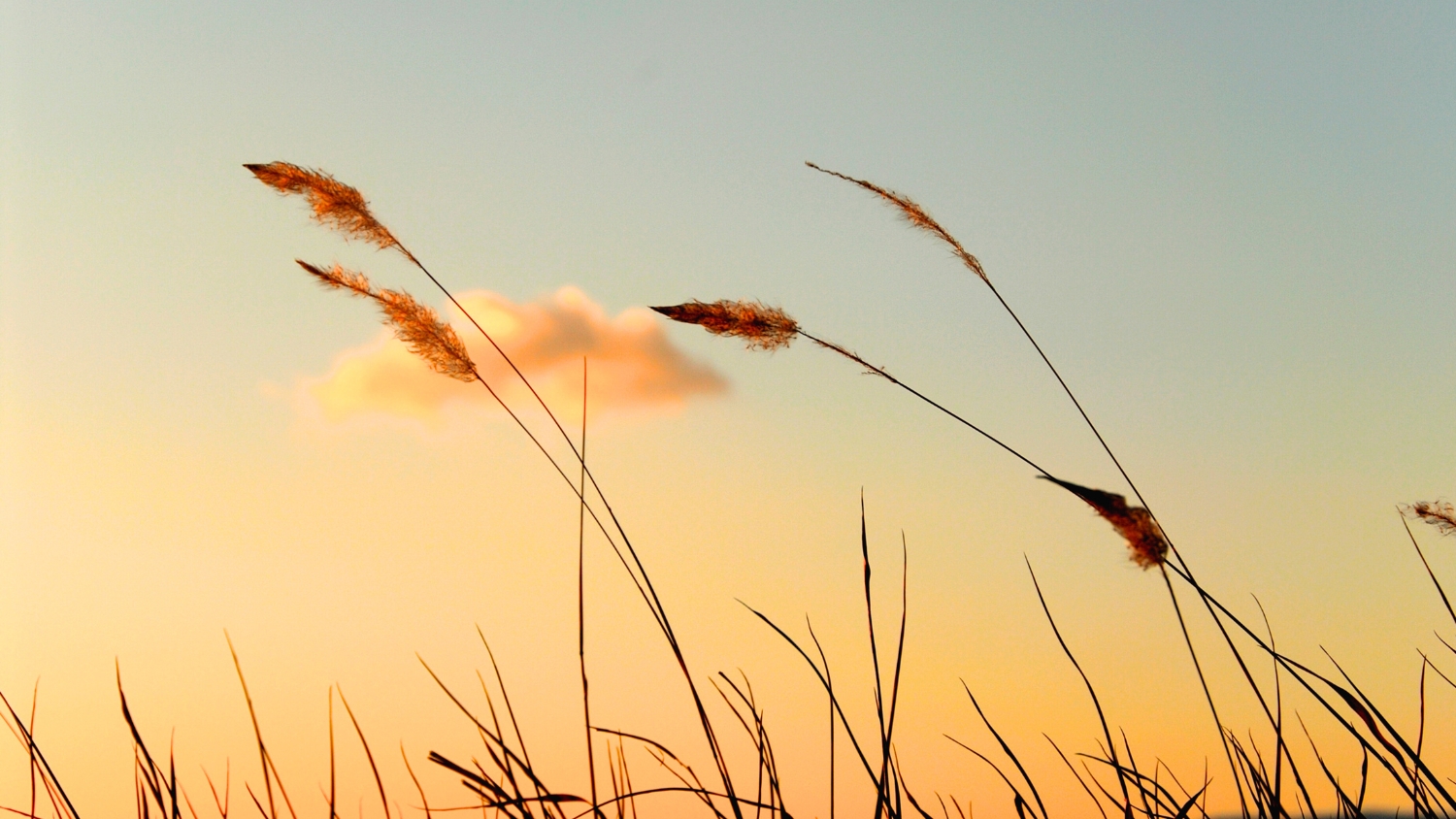 秋にも花粉症!? 季節の変わり目に要注意！
