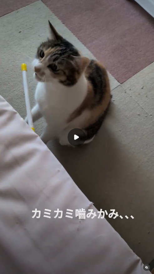 エントリーNo.17
