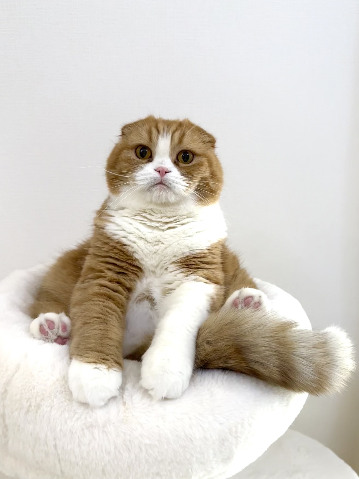 シニア＆短足猫ちゃん1