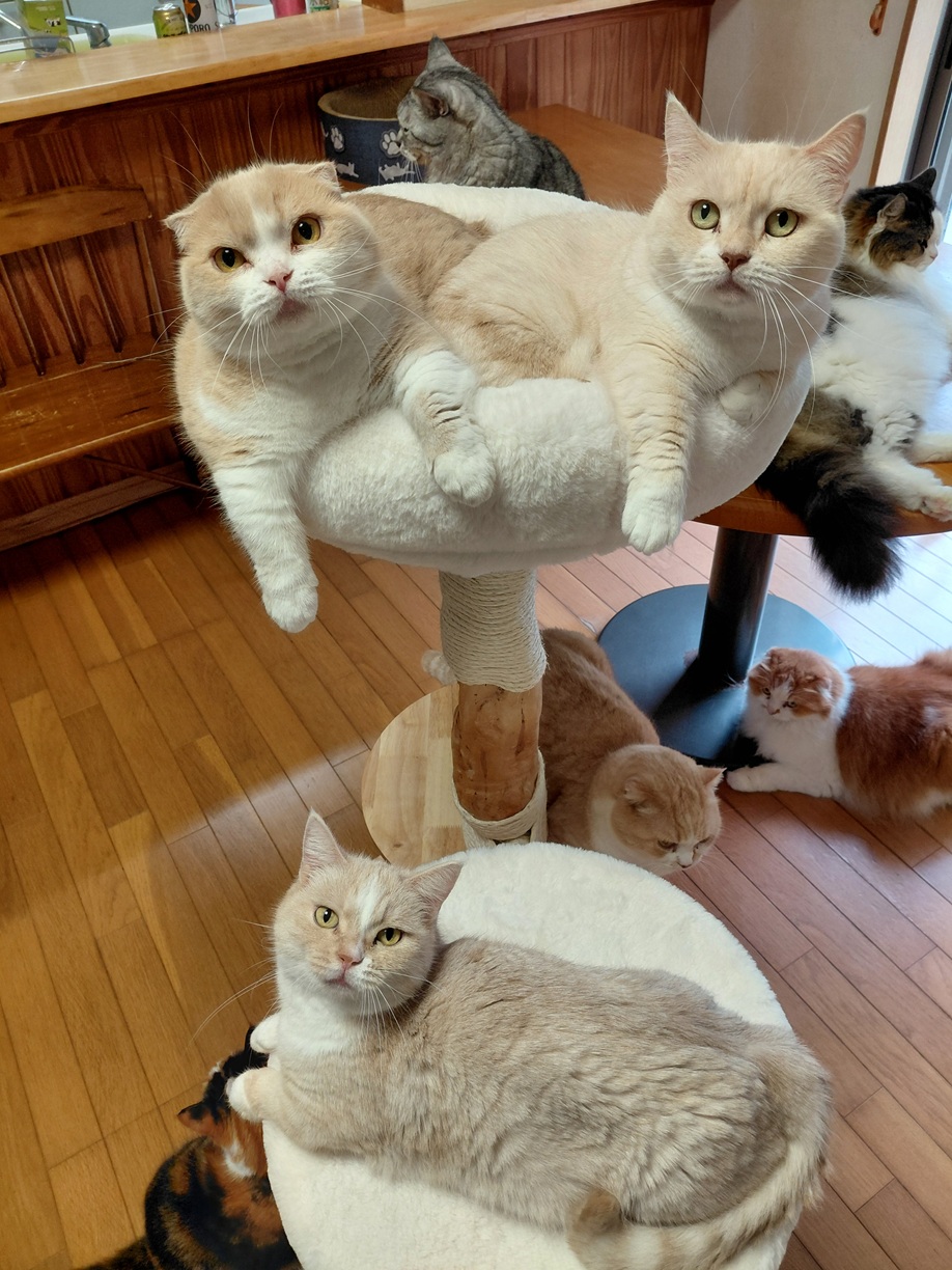 多頭飼いファミリー1