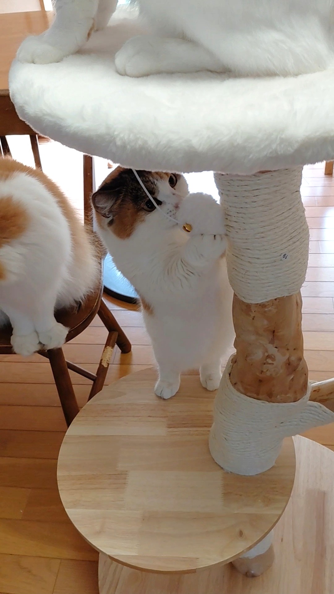 多頭飼いファミリー2