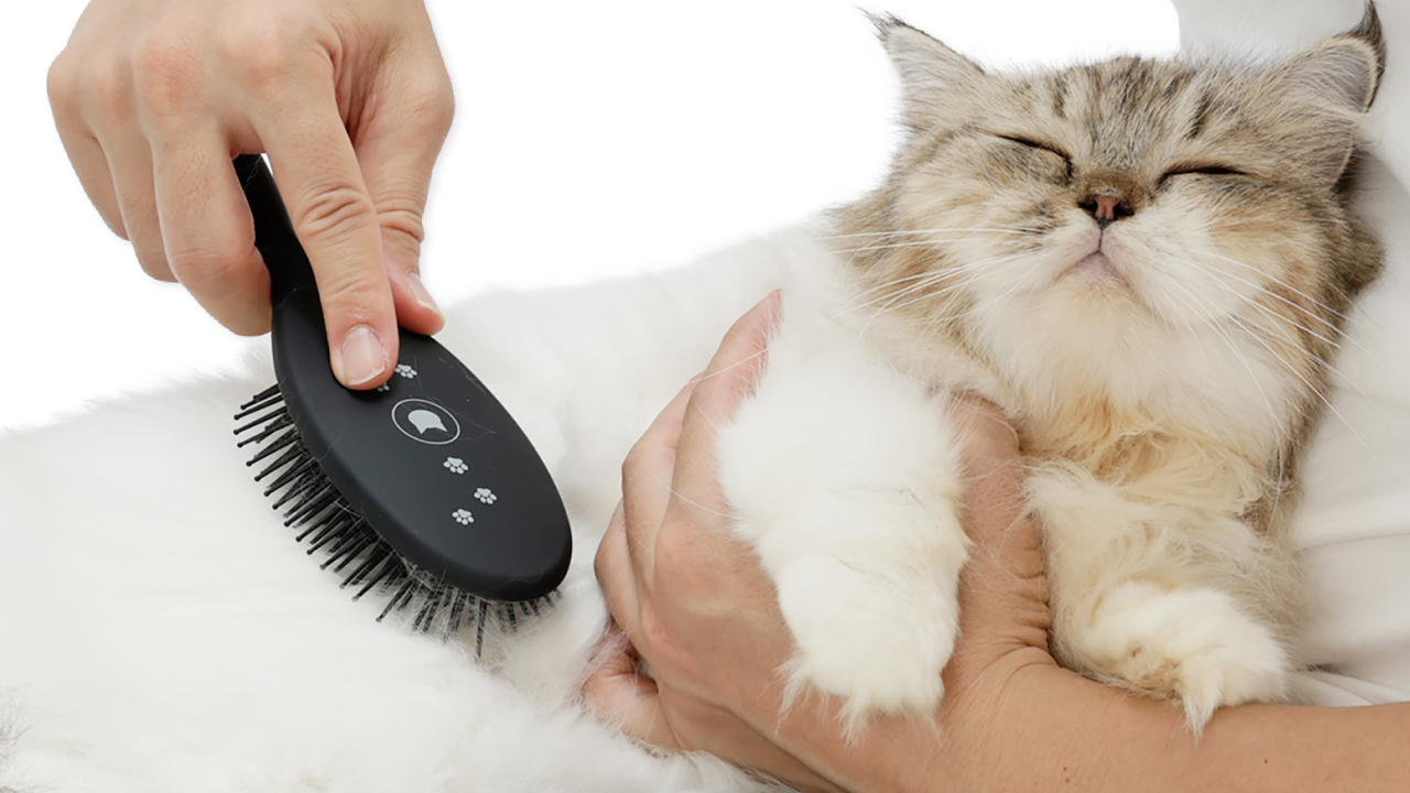 #猫壱アンケートで誕生！猫壱「猫用ブラシ」誕生ストーリー【猫壱Story】