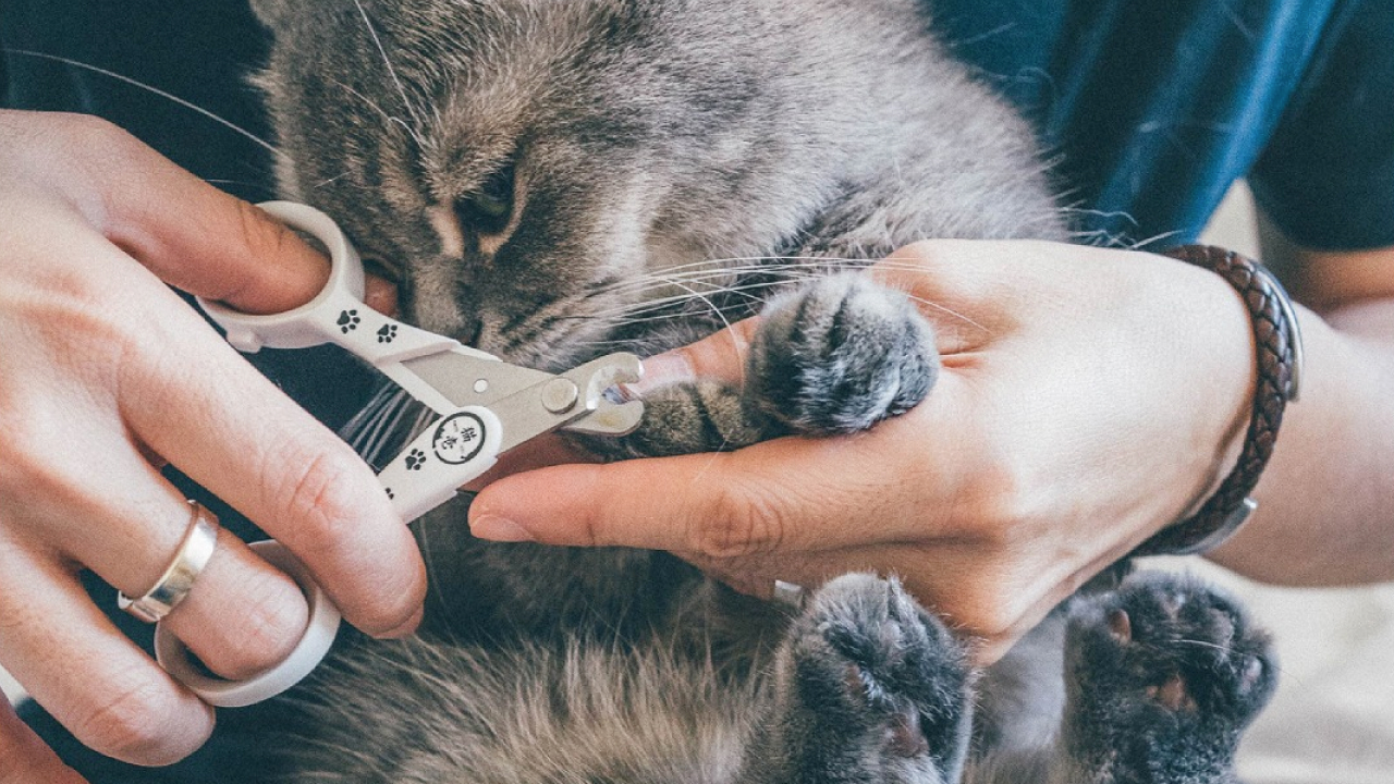 猫壱の「猫用爪切り日本製」が選ばれる理由【猫壱Story】