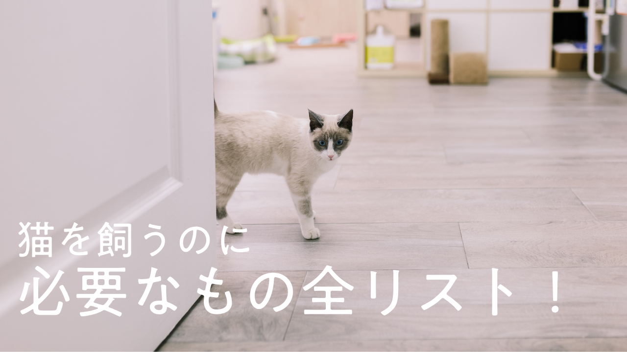 猫を飼うのに必要なもの全リスト！初日の準備・安全対策・選び方を解説