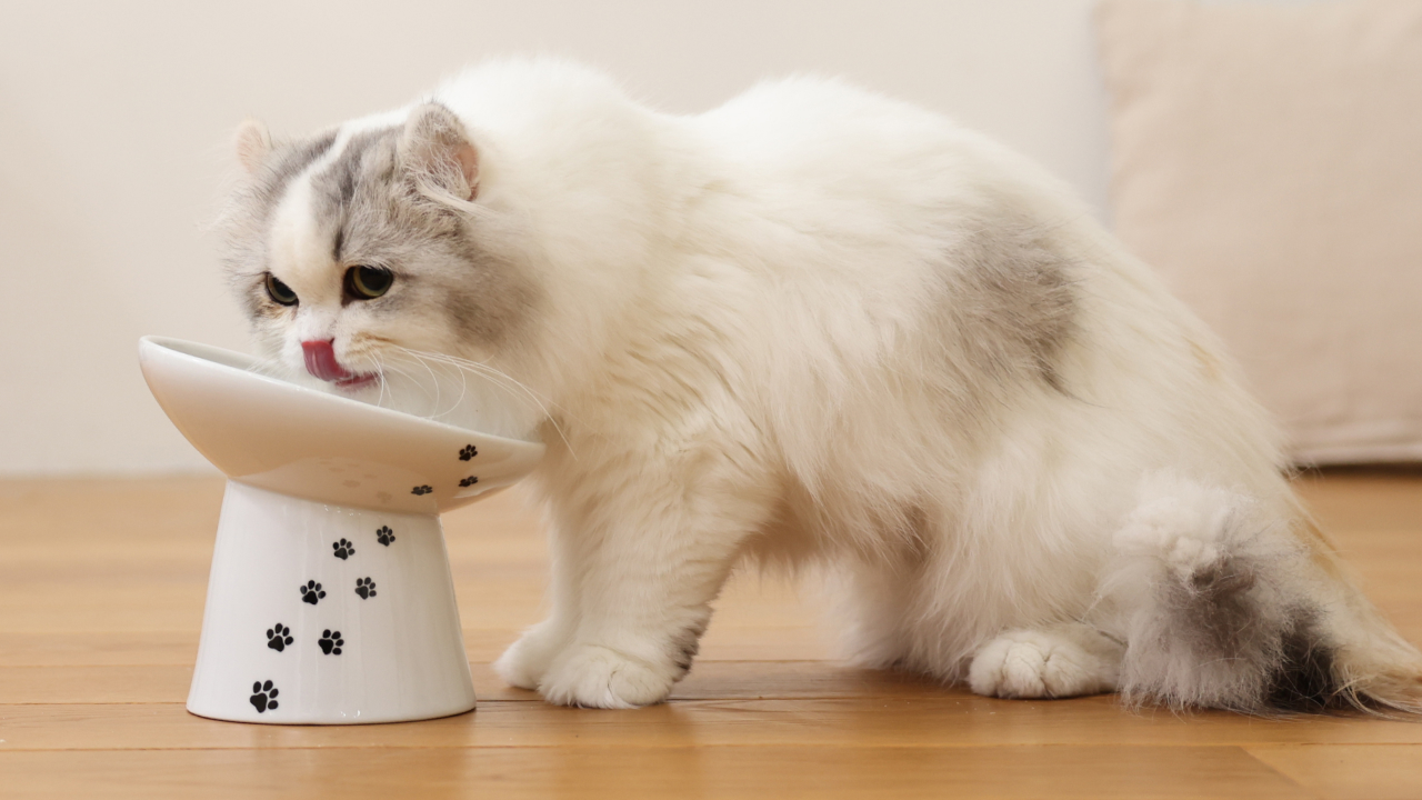 脚付フードボウル”斜めタイプ”誕生ストーリー【猫壱Story】