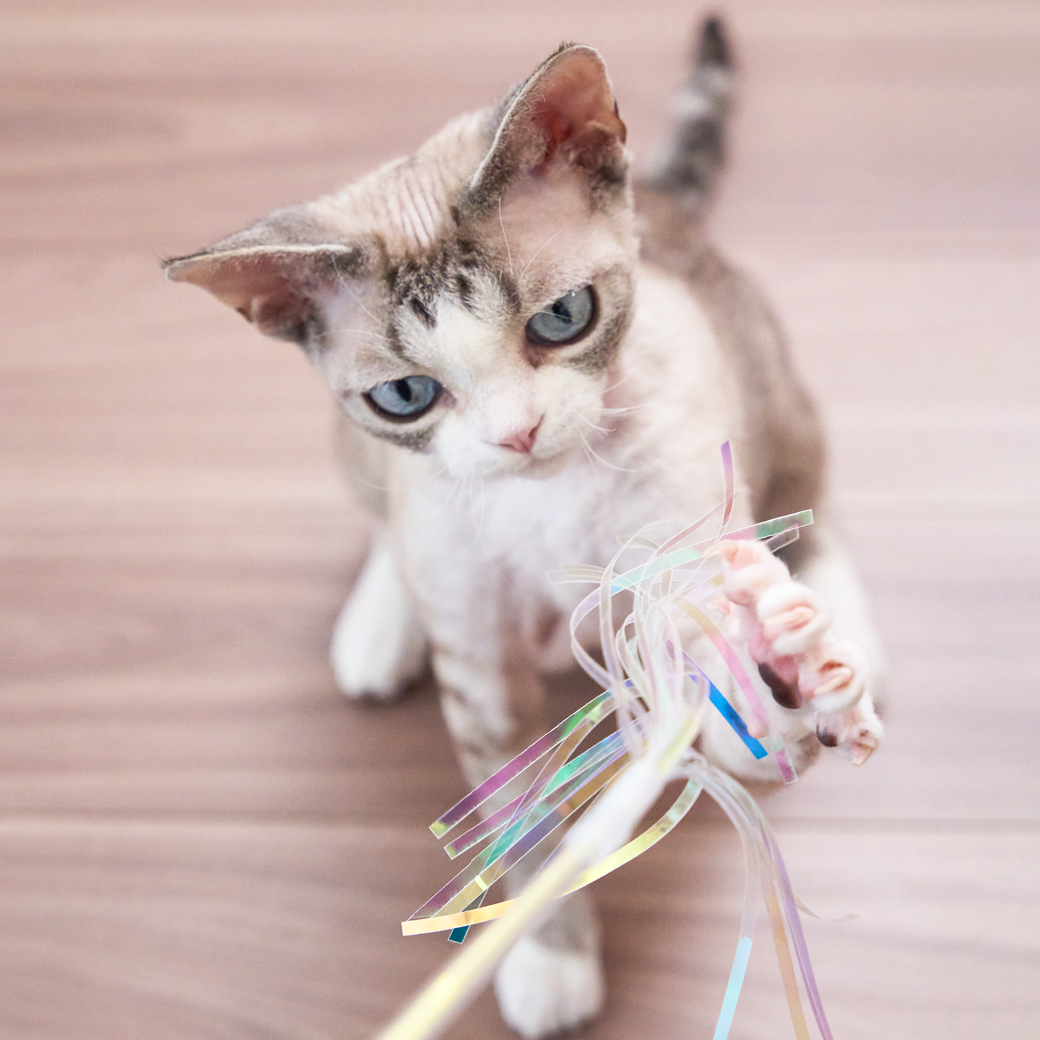 【公式限定】Tail twitch