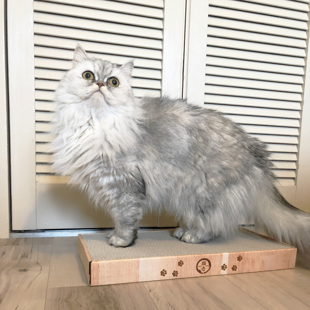 バリバリパッド ワイド 交換用つめとぎ