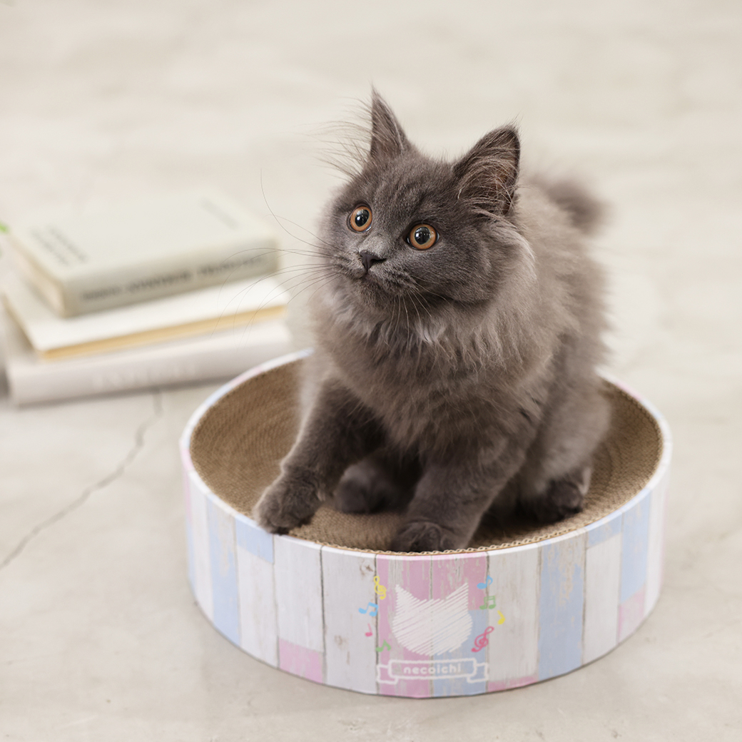 バリバリボウル 子猫用