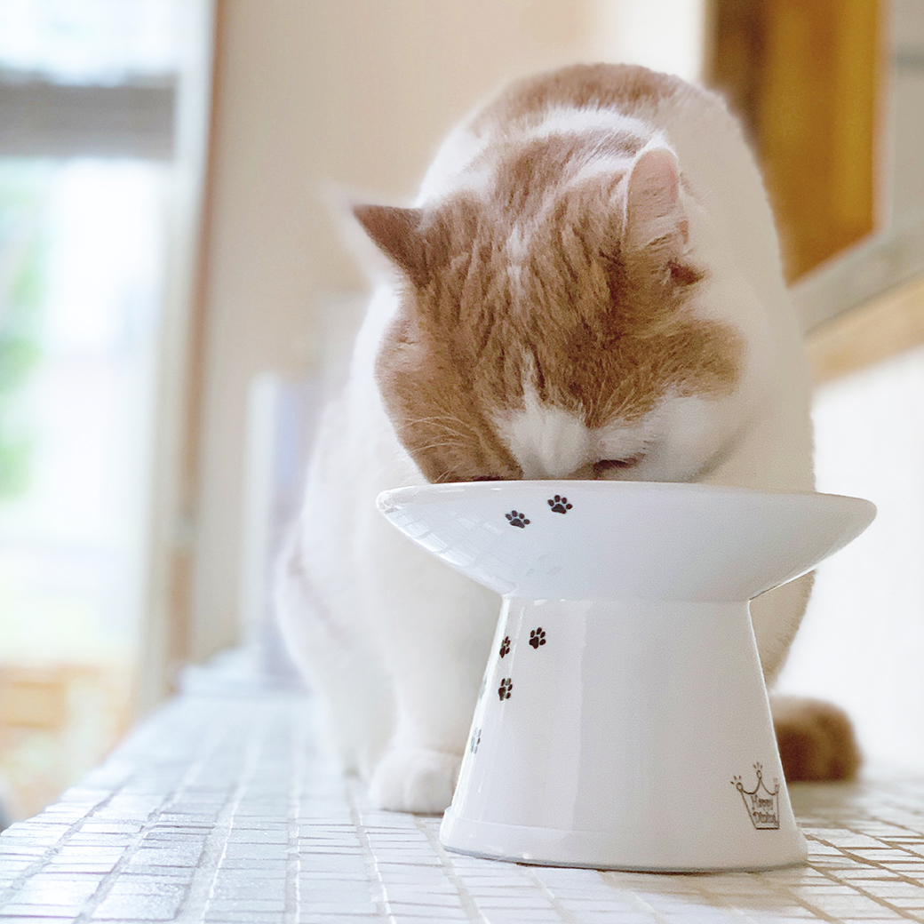 脚付フードボウル 浅広口タイプ