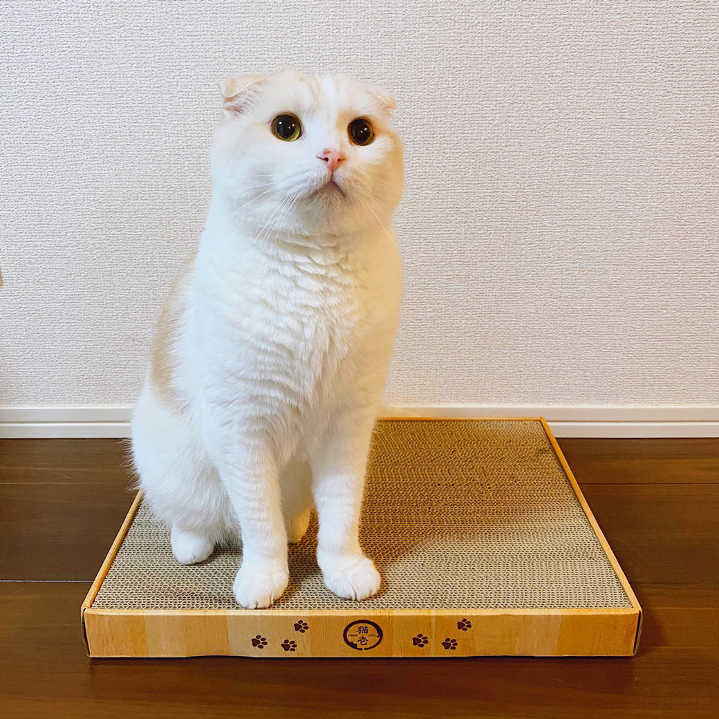 バリバリパッド ワイドプラス 交換用つめとぎ