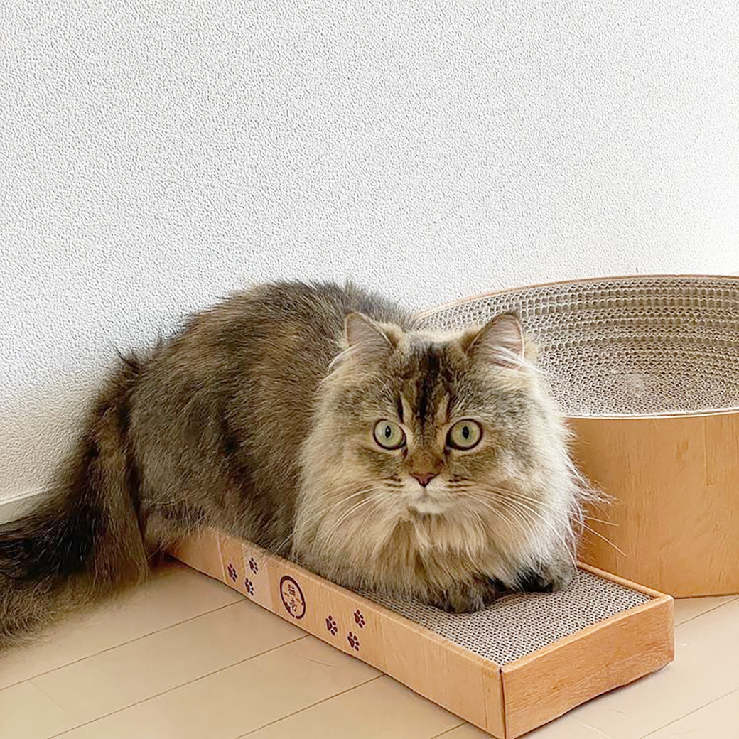 バリバリパッド スリム 交換用つめとぎ