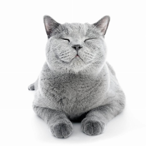 私のこといつまで覚えててくれる？猫の記憶力はどれくらいあるの？