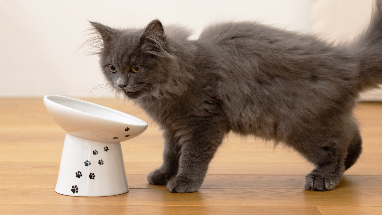 猫の食器　選び方ガイド【獣医師監修】