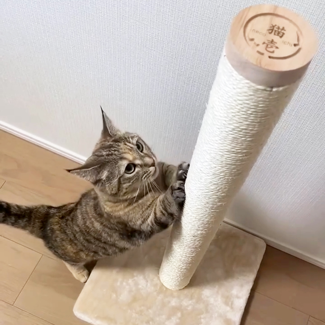 バリバリつめとぎポール L