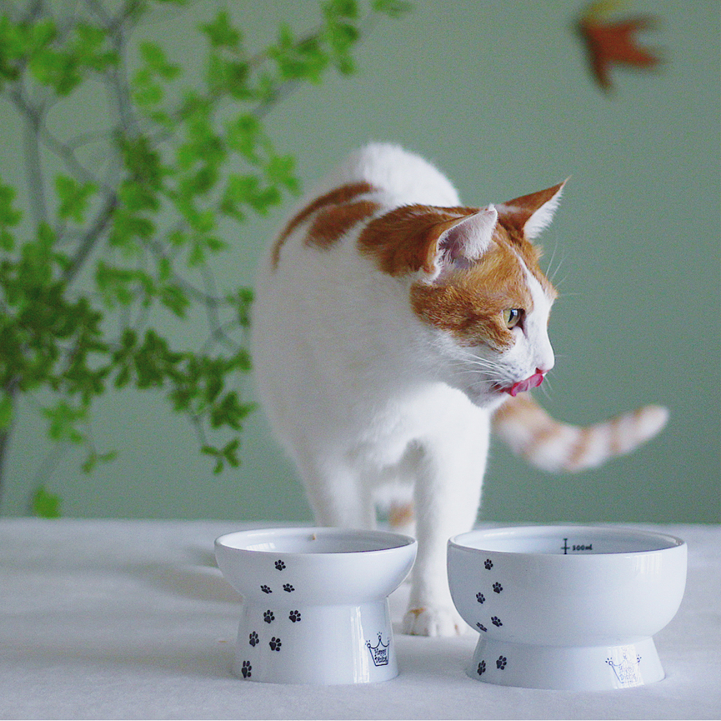 [公式ストア限定]はじめての猫壱セット