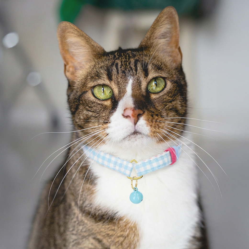 ねこにやさしいVネック首輪