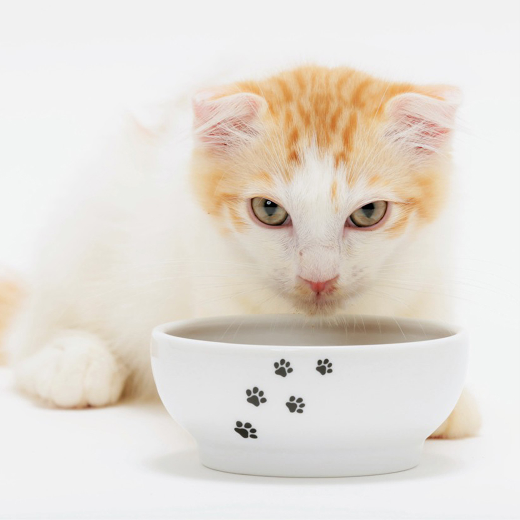 脚なしフードボウル