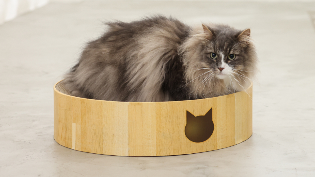 バリバリボウルXL誕生ストーリー【猫壱Story】