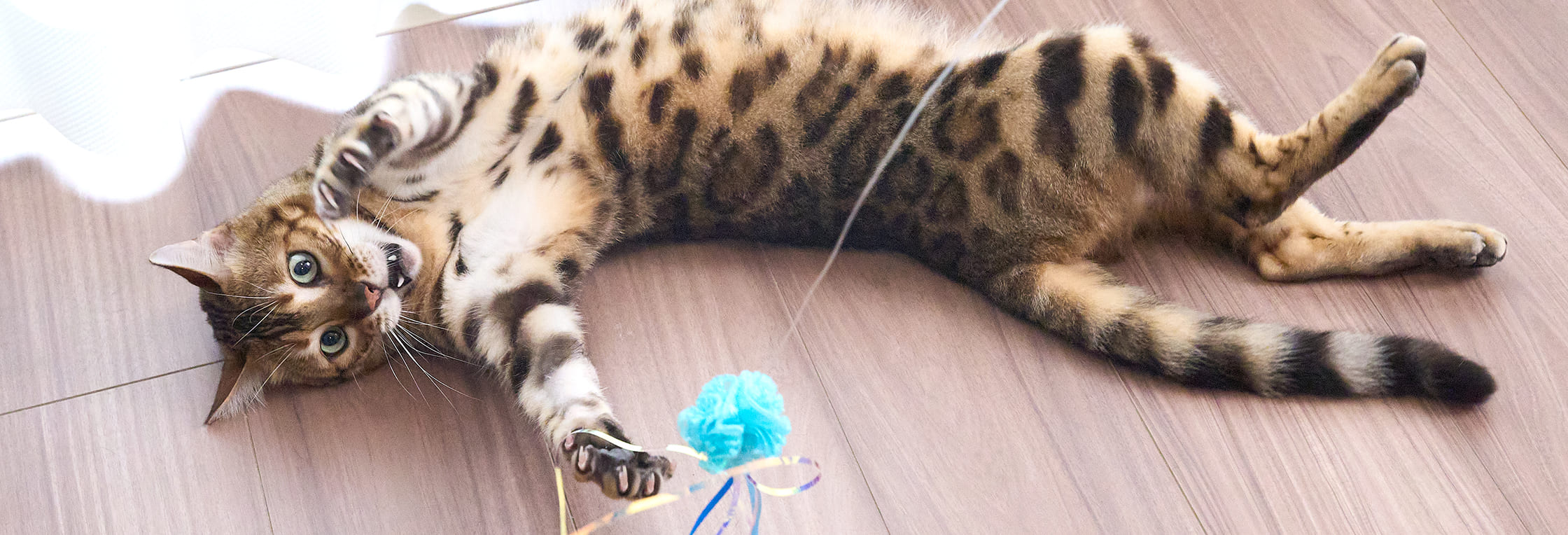 猫みい専用 Amazon.co.jp: イワヤ(IWAYA) だっこでミィミィ こねこのタビー 電池で