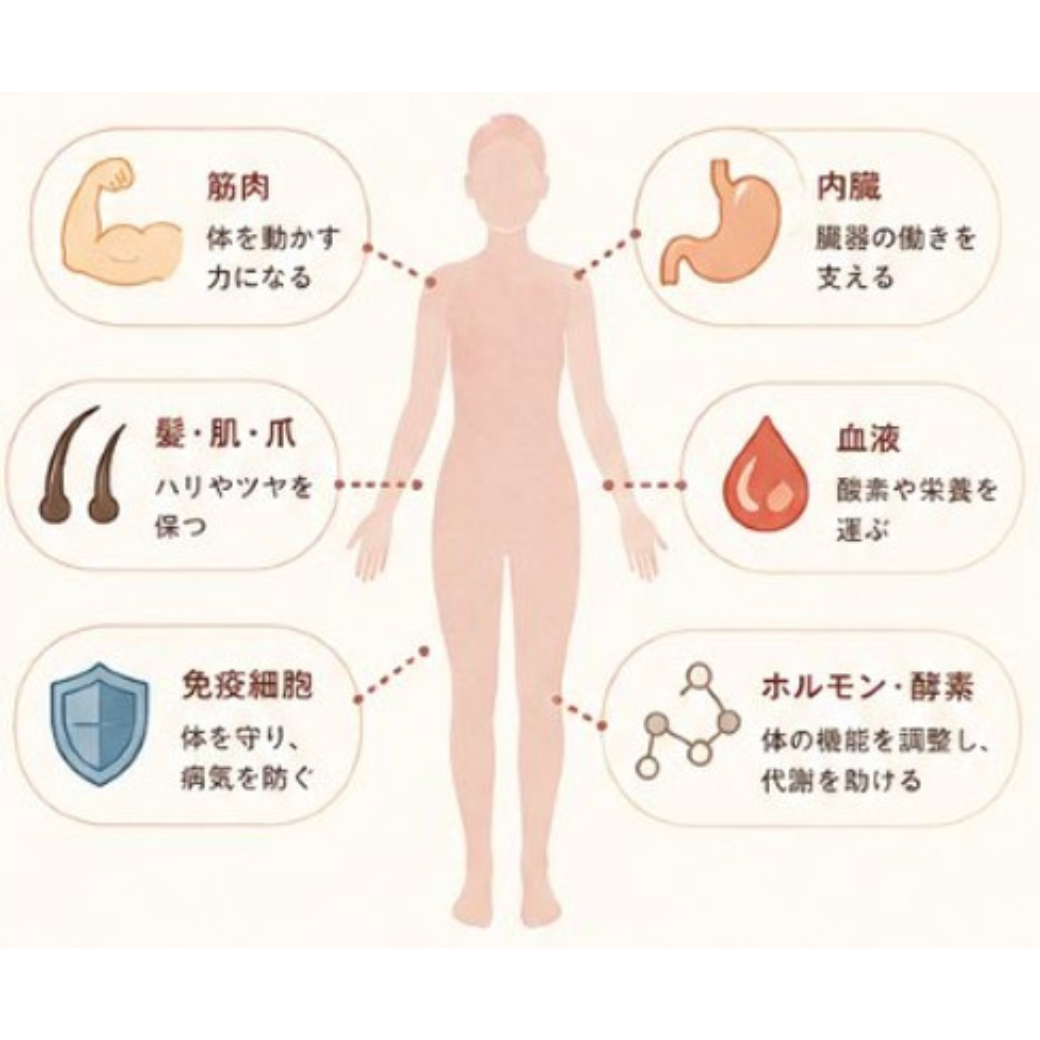 たんぱく質と体の各部の関わり
