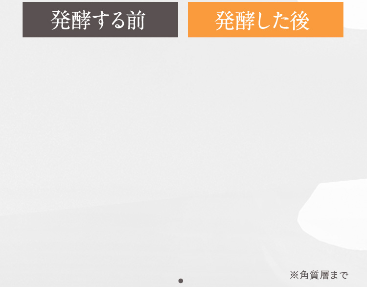 発酵する前 発酵した後