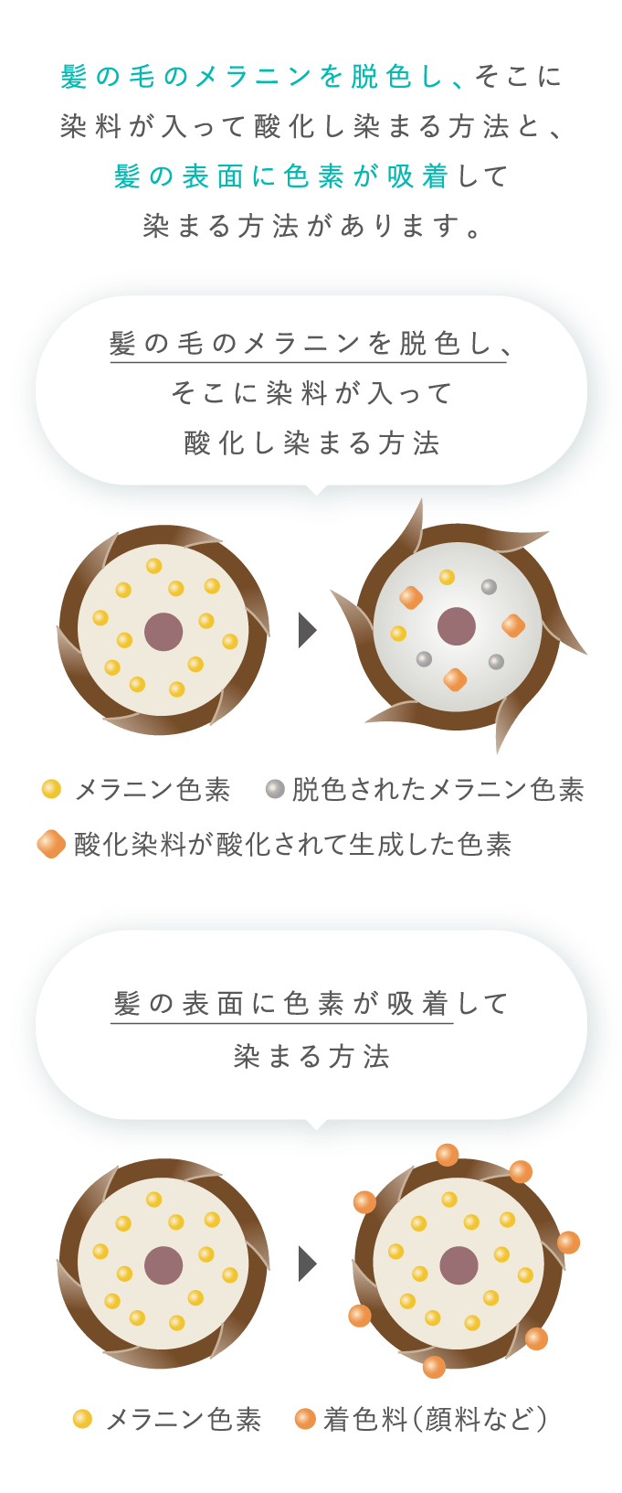 髪の毛のメラニンを脱色し、そこに染料が入って酸化し染まる方法と、髪の表面に色素が吸着して染まる方法があります。